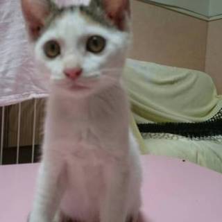 すりすり甘えん坊三毛です