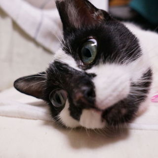 馴れ馴れゴロゴロのペコちゃん(4才)