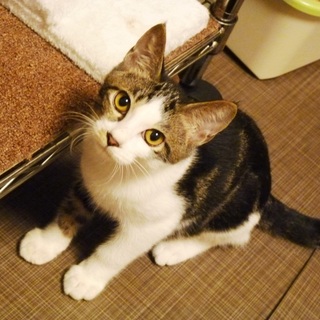 アメショ模様の正統派美にゃん