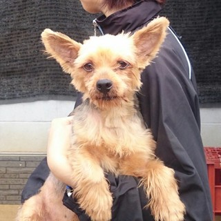 無事良い里親さんに巡り会えました。