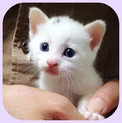 【募集一時停止】沢山のご応募有＊検討中 白猫＊子猫