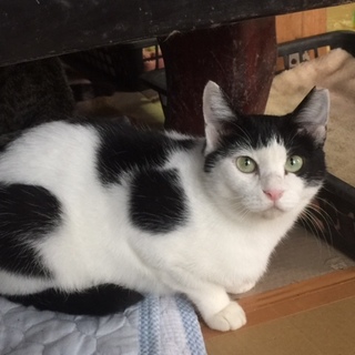 ペア猫さん(昭和レトロ オス白、メス黒) sen frame TWIN CATS 双子の長毛猫のオブジェ 猫 置物 アニマル