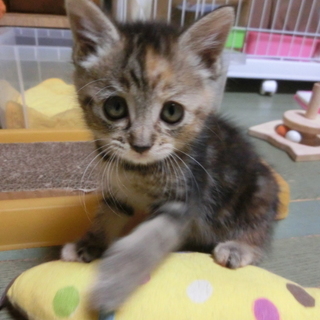 【野風】殺処分されるところでした。