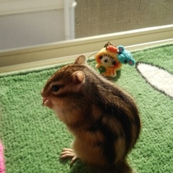 「かわいいお友達と…。」サムネイル3