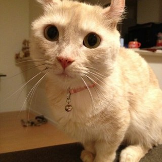 マンチカンの茶トラ　空（くう）君　６歳