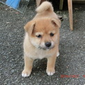 8月19日生まれの子犬です