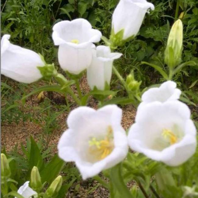 しろいはなのカバー写真