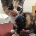 ２ヶ月♀三毛猫