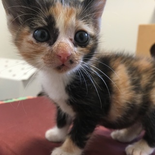 ２ヶ月♀三毛猫