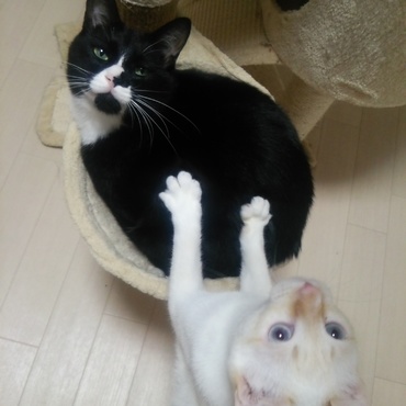 ☆リラクゼーションはなまる開店☆はなまる「お客さん、連休明け1日目の仕事終わりだと凝ってますねぇ～！もみもみもみもみ。」クック「ふぅ～…極楽♪極楽♪」