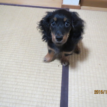 初めて家に迎えた時