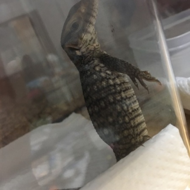 すりすりのカバー写真