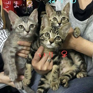 代理掲載・いり♀ ねり♂ ごま♀