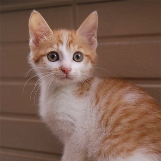 28-3　生後２ヶ月の茶白クン（ゴロゴロちゃん）