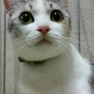 代理募集・ひなちゃん