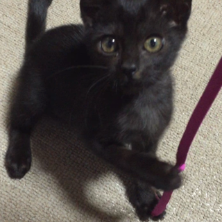 元気な黒猫ちゃん♪女の子★