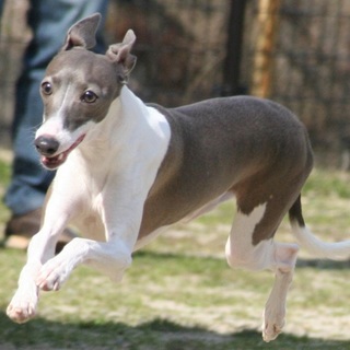 誰にでもなつくおとなしい子です☆