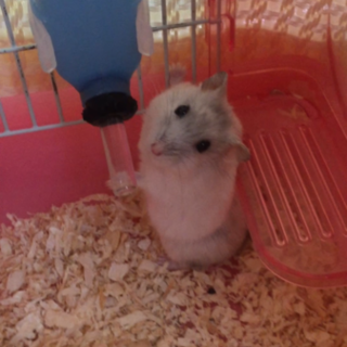 生後5ヶ月の元気なハムスターの女の子