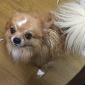 チワワの男の子の家族になってください