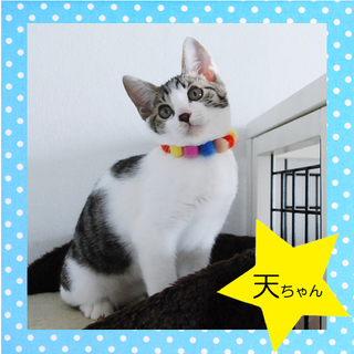 天真爛漫♪　ボク天ちゃんです