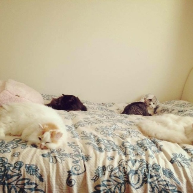 えりんぎのカバー写真