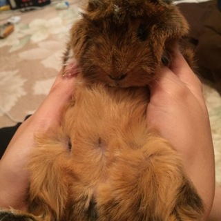 モルモットの里親募集してます