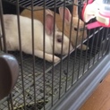 いつも一緒のメスの親子うさぎです。