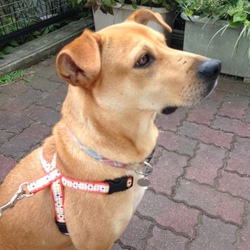 セナ、脂線炎になる