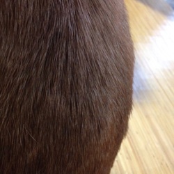 「セナ、脂線炎になる」サムネイル2