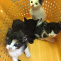 保健所より引き出しの４匹兄弟猫！