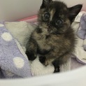 子猫を拾いましたฅ^•ﻌ•^ฅ