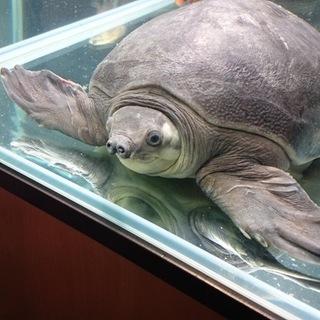 スッポンモドキ里親募集