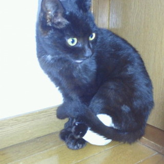 黒猫里親急募