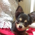 里親を募集しています　チワワ　６ヶ月オス　