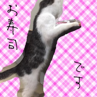 素敵な飼い主様の元で幸せになって下さい♡