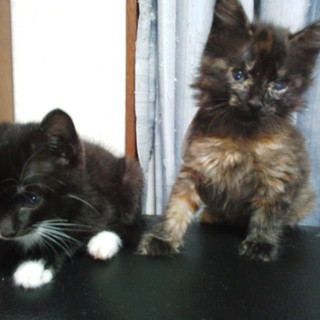 【一時停止】長毛の錆ちゃんとホワイトソックスちゃん