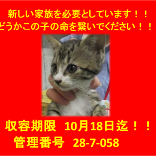 里親決定♪お迎えありがとうございます！