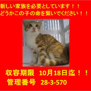 里親決定！！本当に有り難うございました(^^♪