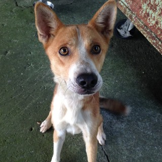 見た目はコーギーですが足は短くありません