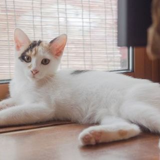 募集要件変更に伴い終了致します。