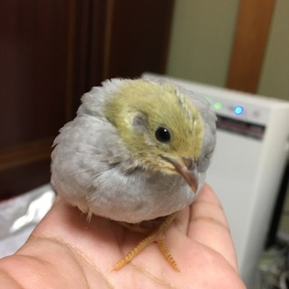 姫ウズラ 5羽 生後約一ヶ月