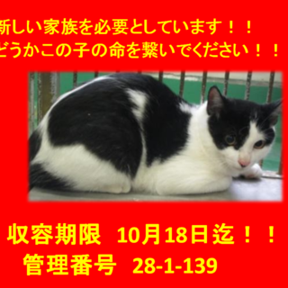 里親決定！！素敵なお家に迎えていただきました！