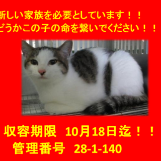 里親決定☆子猫１匹と一緒にお迎えとなりました♪