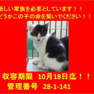 里親決定しました。