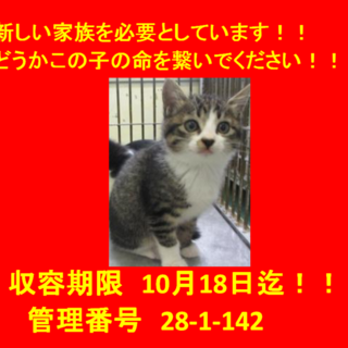 里親決定☆成猫１匹と一緒にお迎えとなりました♪