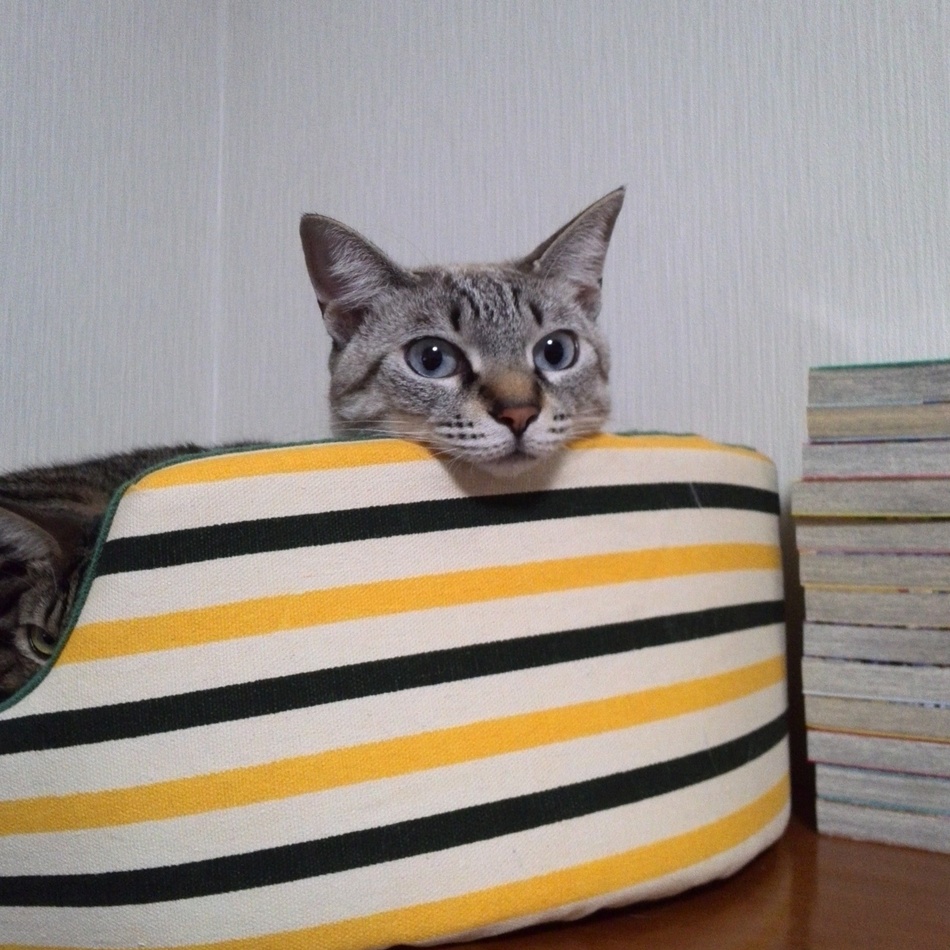 ひなたのカバー写真