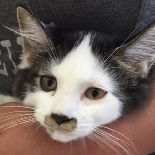 FeLV,FIV陰性！夏祭り4兄妹☆わたあめちゃん