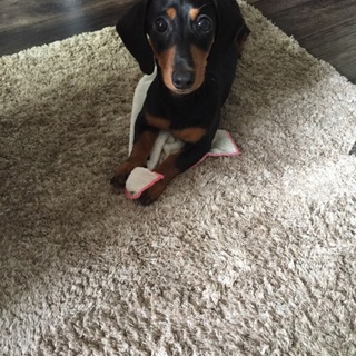 可愛いミニチュアダックスフンド