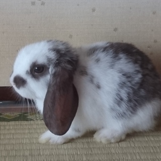 一旦募集停止します。