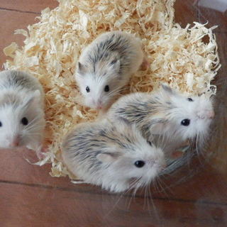 ロボロフスキー里親募集（関東お渡し可）